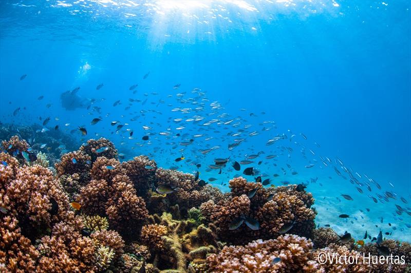 Planktivorous coral reef fishes feeding in the water column at Lizard Island, Australia - photo © Victor Huertas