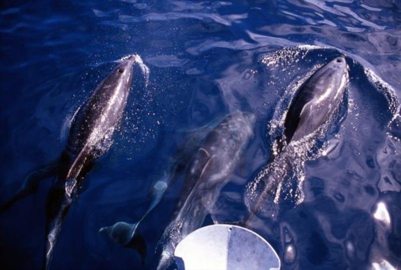 Dolphins - photo © Jimmy Cornell