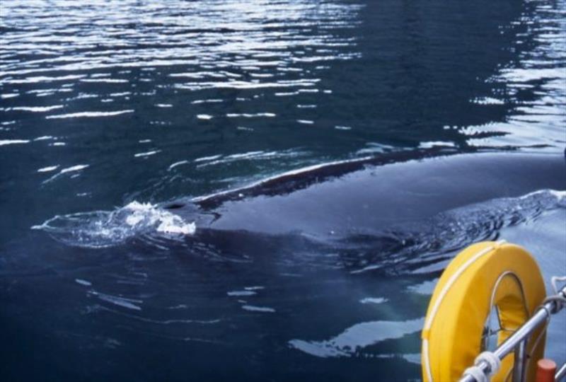 A curious humpback whale pays us a visit in Antarctica - photo © Jimmy Cornell