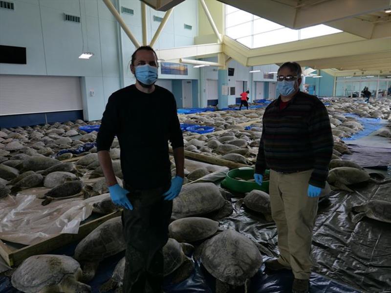 Veterinarians Dr. Brian Stacy (NOAA Fisheries) and Dr. Tom deMaar (Gladys Porter Zoo) with thousands of cold stunned green turtles recovering at South Padre Island Convention Center. Activities authorized by NOAA Fisheries and US Fish and Wildlife Service photo copyright NOAA Fisheries / U.S. Fish and Wildlife Service taken at 