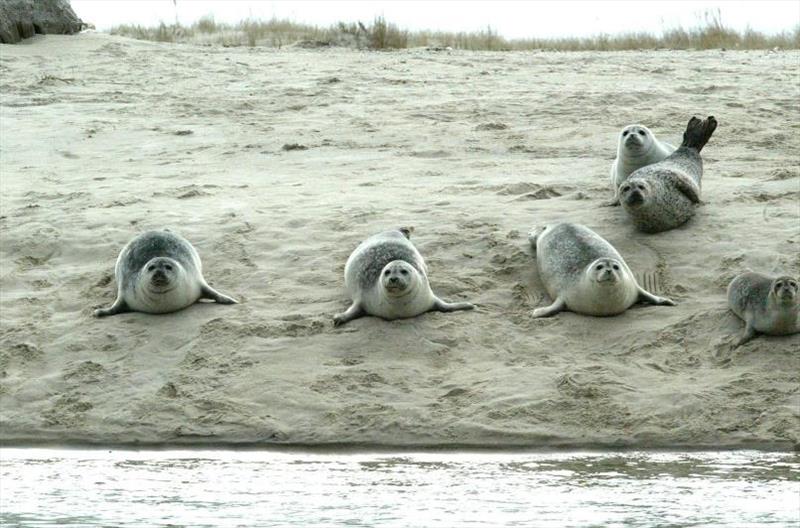 Harbor seals in Chatham, MA photo copyright NOAA Fisheries taken at 