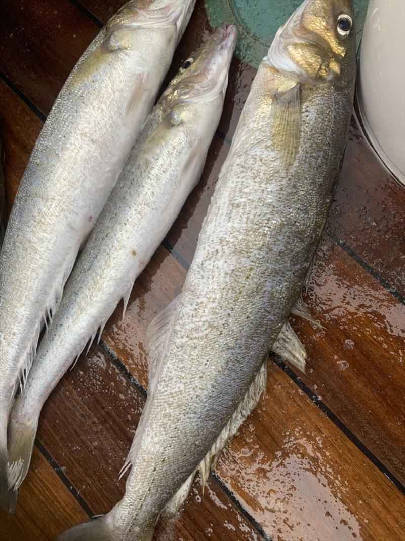 The fishing's good, pike and whiting are plentiful. They're the biggest whiting I've ever caught! One fillet is a feed! photo copyright Tim Phillips taken at 