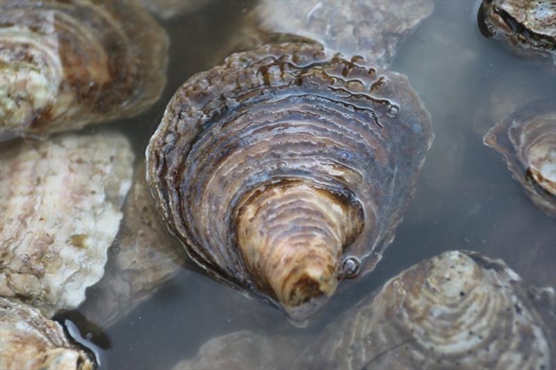 The Wild Oysters Project NE England ZSL photo copyright ZSL taken at 