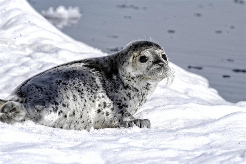 Spotted seal on ice photo copyright NOAA Fisheries taken at 