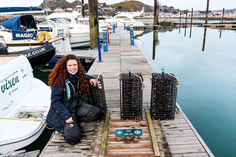 The Wild Oysters Project ZSL, Conwy Bay photo copyright ZSL taken at 