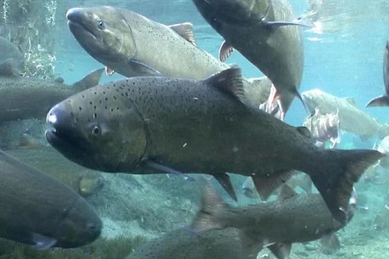 Chinook salmon photo copyright NOAA Fisheries taken at 