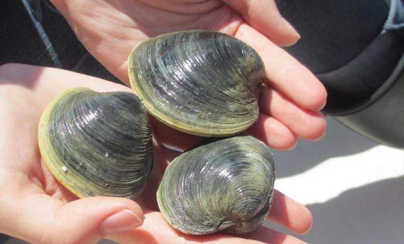 A new study looks at the value of the water quality benefits provided by shellfish aquaculture photo copyright NOAA Fisheries taken at 
