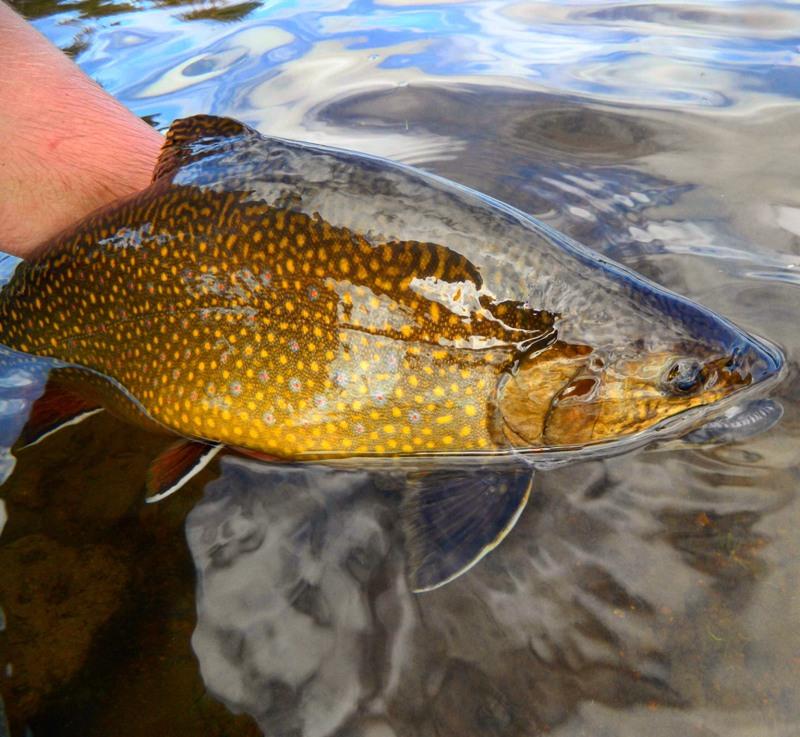 Brook trout photo copyright Carl Hyland taken at 