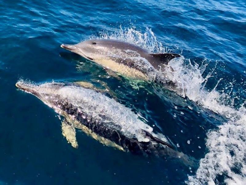 Encounters with wonderful sea life and spectacular scenery await competitors in the RORC's Sevenstar Round Britain and Ireland Race as they navigate the 1,805nm course photo copyright Pascal Bakker / Junique Raymarine Sailing Team taken at Royal Ocean Racing Club