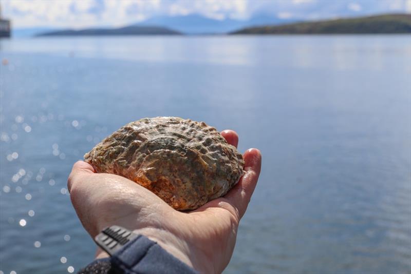 Native oyster. The Wild Oysters Project photo copyright ZSL taken at 