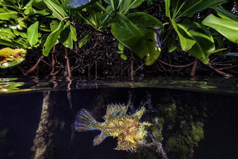 A rare sighting of a Sargassum frogfish in mangroves, Lac Bay, Bonaire.  - photo © Lorenzo Mittiga / Ocean Image Bank