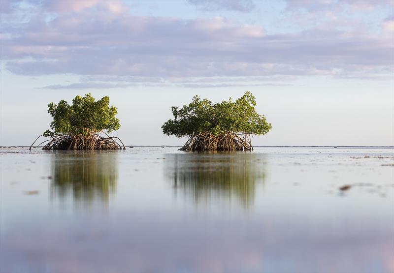 Mangroves can protect people and property by absorbing the impacts of storms, pictured here mangroves in Ke'ehi Lagoon Park, Hawaii photo copyright Toby Matthews / Ocean Image Bank taken at 