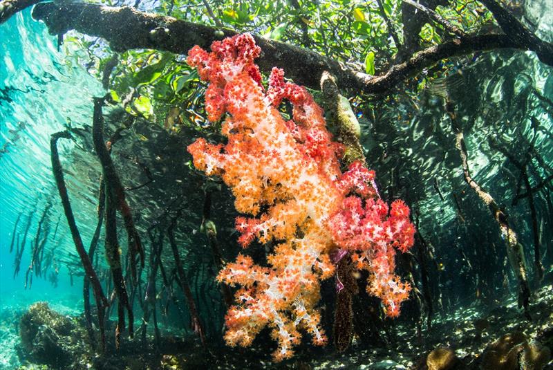 Soft coral grows on a mangrove root in Raja Ampat, Indonesia - photo © Toby Matthews / Ocean Image Bank