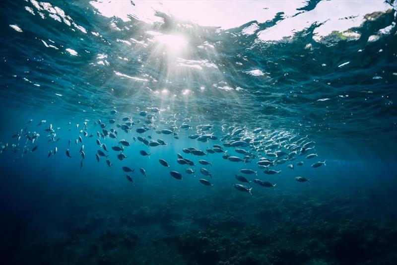 Tuna swim in sunlight photo copyright iStock taken at 