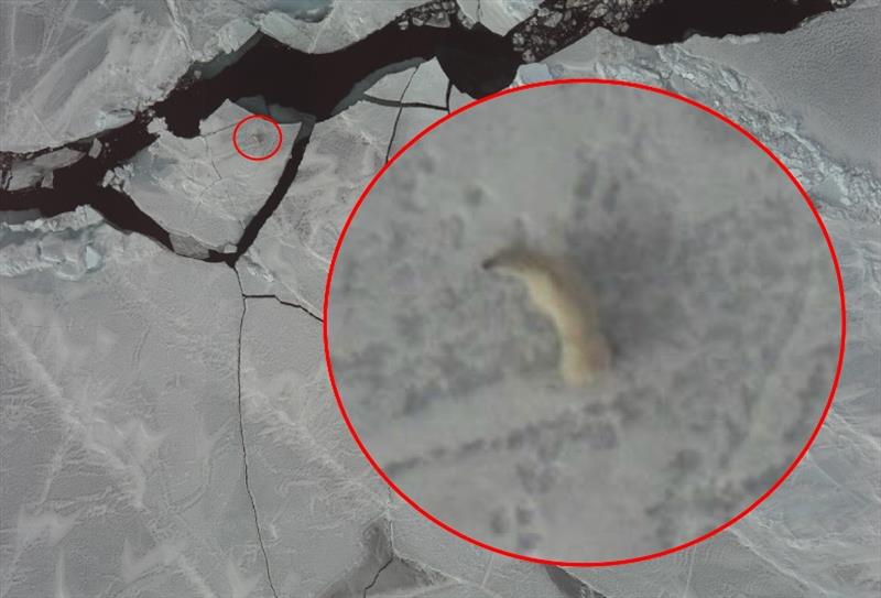 Polar bear image captured during aerial survey of the Chukchi Sea photo copyright NOAA Fisheries taken at 