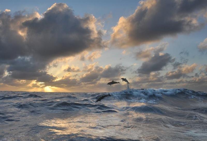 Dolphins jump for sunset photo copyright Glen Sansom taken at 