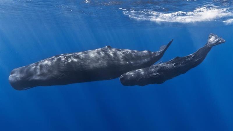 Sperm whale and calf - photo © Gabriel Barathieu