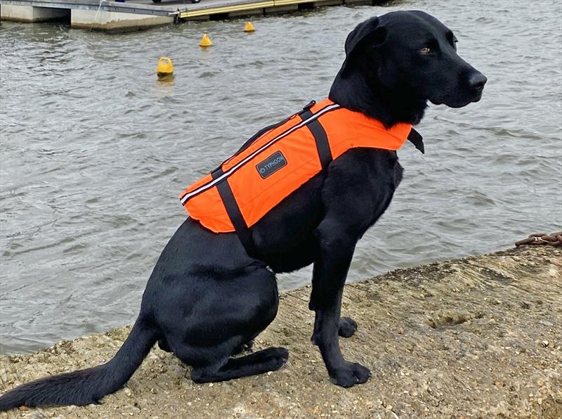 Dog in Totland Vest photo copyright Typhoon International taken at 