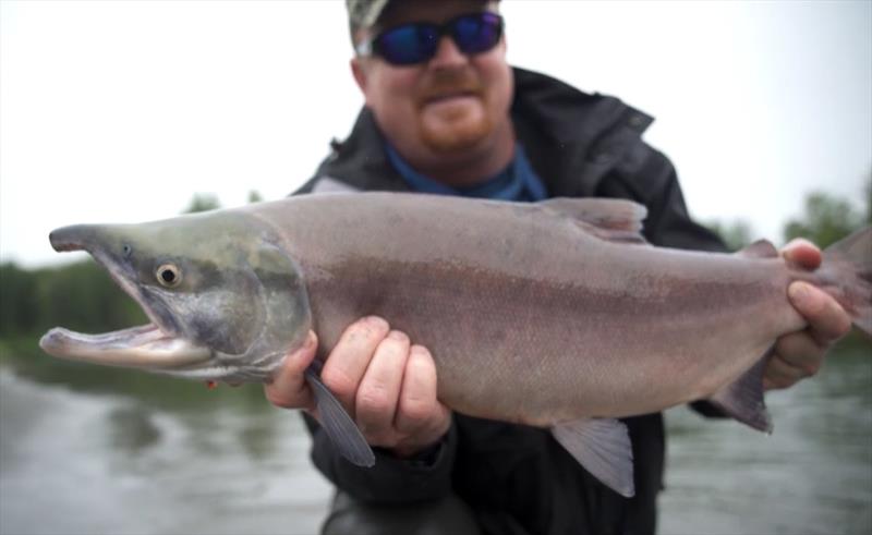 The abundance of fish or his lucky hat keep fourth generation union pipefitter Kevin McDonough busy on his quest for Alaska salmon - photo © Union Sportsmen's Alliance