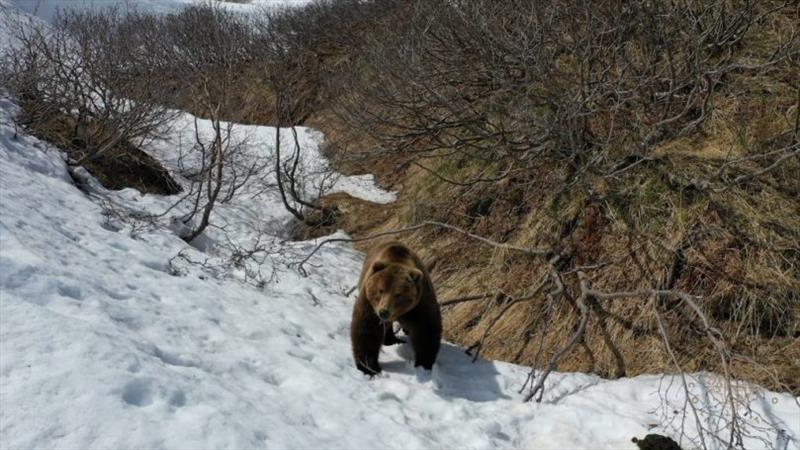 Kamchatka bear photo copyright Amels/Damen Yachting taken at 