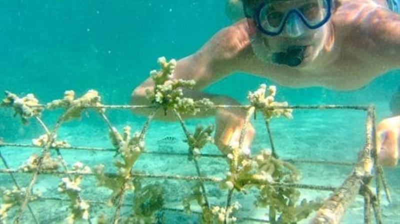 Coral gardening gives reefs a helping hand photo copyright Noonsite.com taken at 