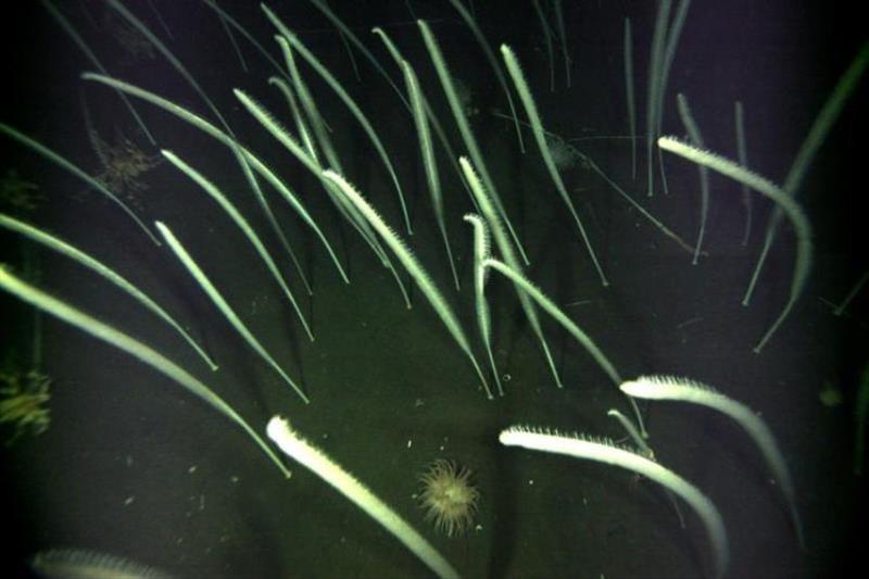 Sea whips on the eastern Bering Sea outer shelf photo copyright NOAA Fisheries taken at 