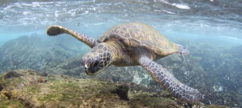 Green sea turtle. Oahu, Hawaii photo copyright NOAA Fisheries taken at 