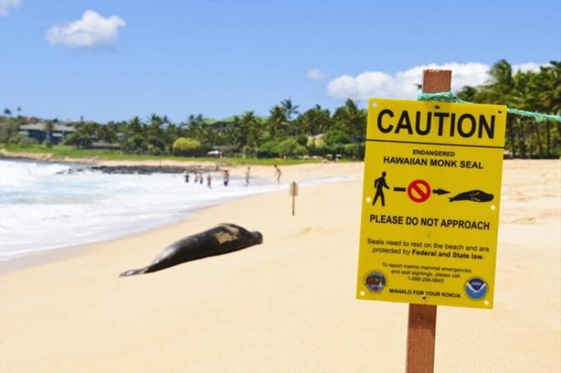 An endangered Hawaiian monk seal takes a nap on the beach on the south coast of Kaua‘i, Hawai‘i. The sign in the foreground instructs people not to approach the seal photo copyright NOAA Fisheries taken at 