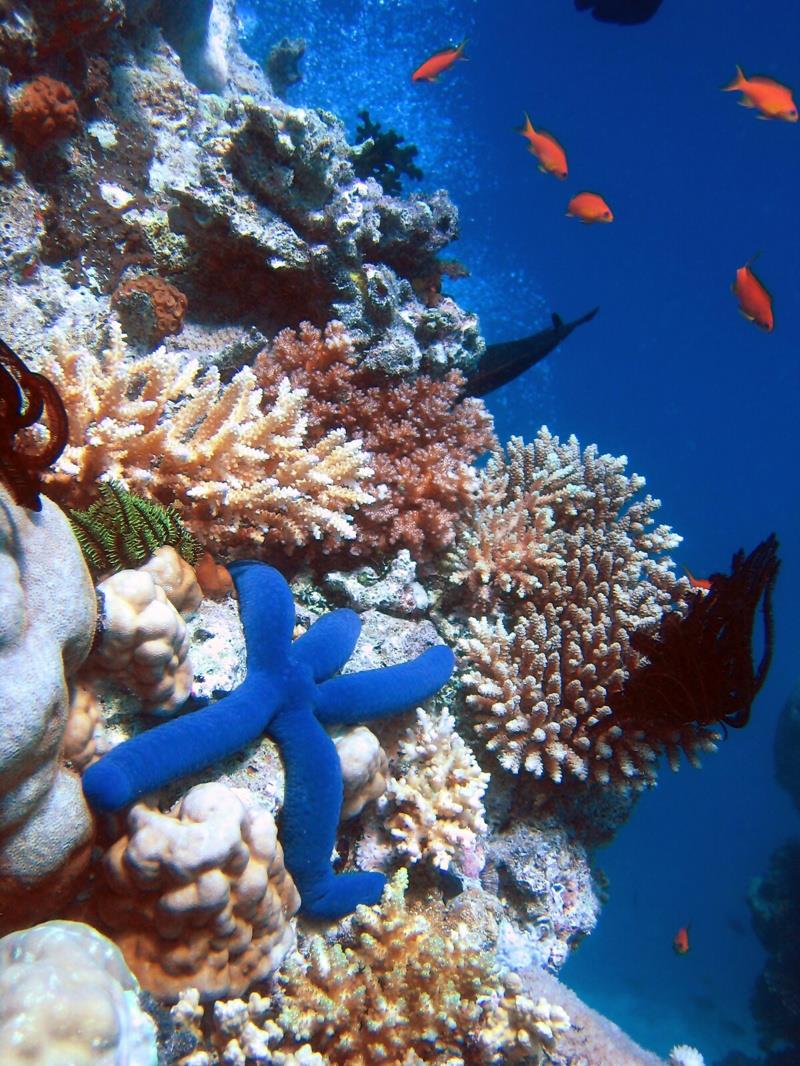 A Blue Starfish (Linckia laevigata) resting on hard Acropora coral. Lighthouse, Ribbon Reefs, Great Barrier Reef photo copyright Richard Ling taken at Ocean Cruising Club