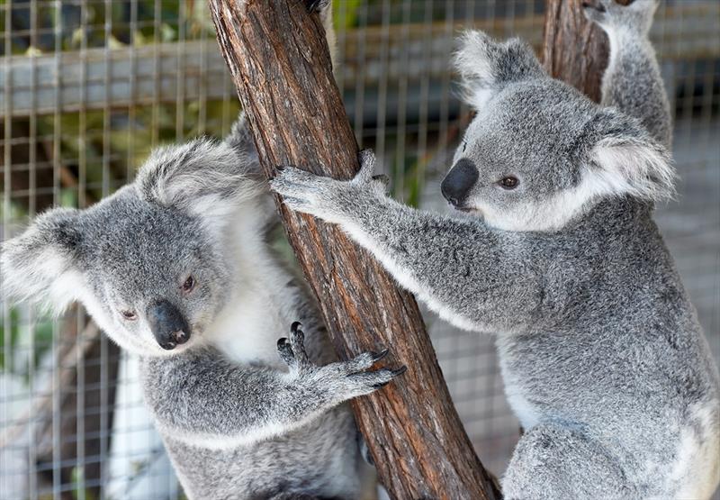 Hanging out at the Magnetic Island Koala Hospital - SeaLink Magnetic Island Race Week photo copyright Scott Radford - Chisholm taken at Townsville Yacht Club