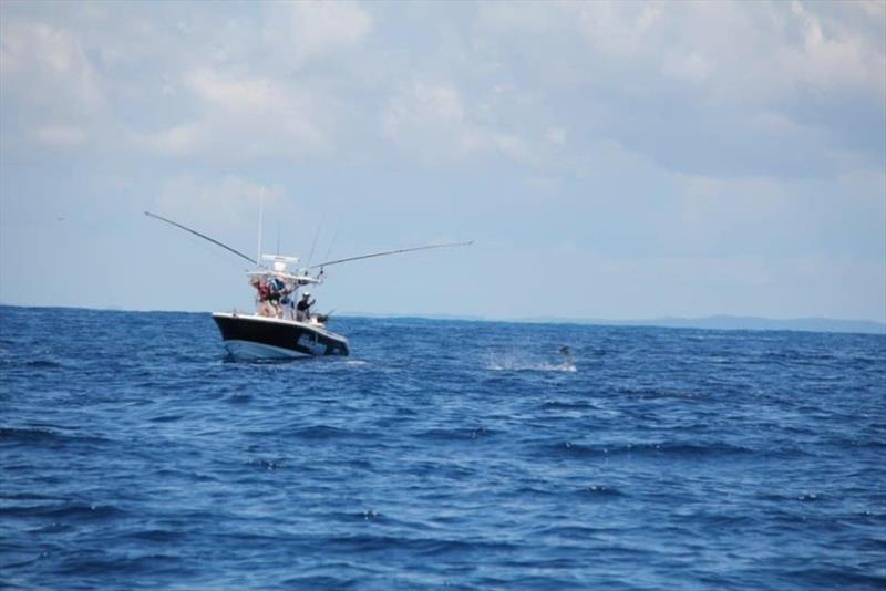 Hooked up! Beast Mode working hard to help land Justins first ever billfish photo copyright Fisho's Tackle World taken at 