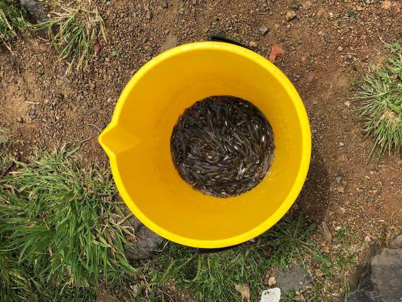 Whitebait bucket courtesy Inland Fisheries Service photo copyright Carl Hyland taken at 