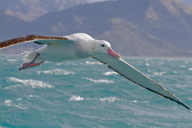 Antipodean Albatross photo copyright NZBirdsOnline taken at Royal New Zealand Yacht Squadron