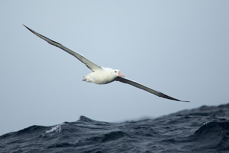 Antipodean Albatross - SE Tasmania 2019 photo copyright John Harrison taken at Royal New Zealand Yacht Squadron