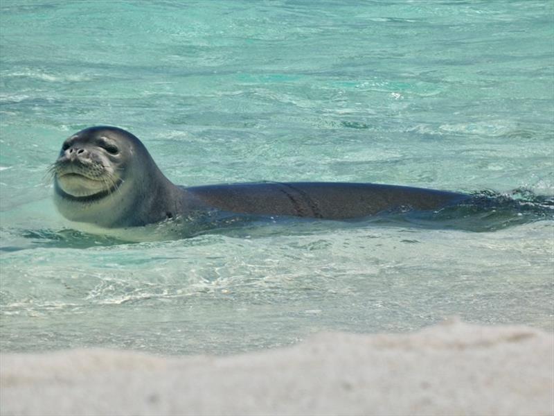 VH26, a 5-year-old female Hawaiian monk seal, swims freely after the marine debris team disentangled her from derelict fishing rope at Holaniku (Kure Atoll) photo copyright NOAA Fisheries (Permit #22677) taken at 