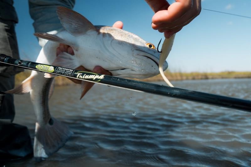 Redfish photo copyright St. Croix Rods taken at 