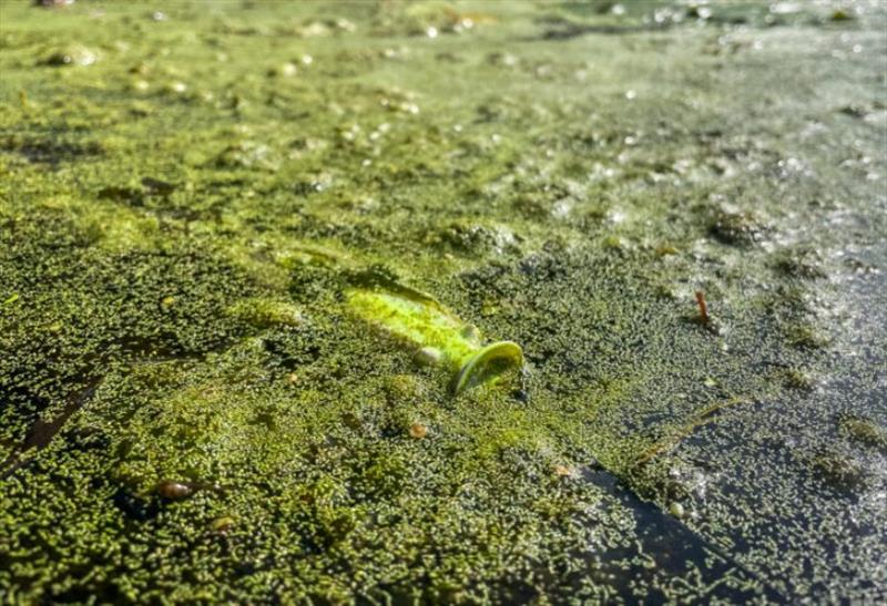 Kurt Mitchell's trick to trigger more frog bites photo copyright Major League Fishing taken at 
