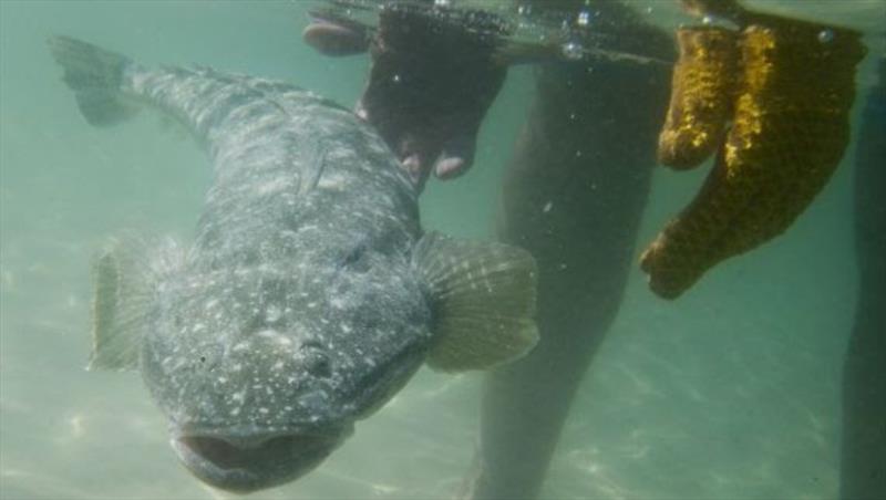 Dusky Flathead photo copyright NSW DPI - Recreational Fisheries taken at 