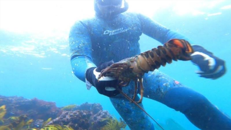 Eastern Rock Lobster photo copyright NSW DPI - Recreational Fisheries taken at 