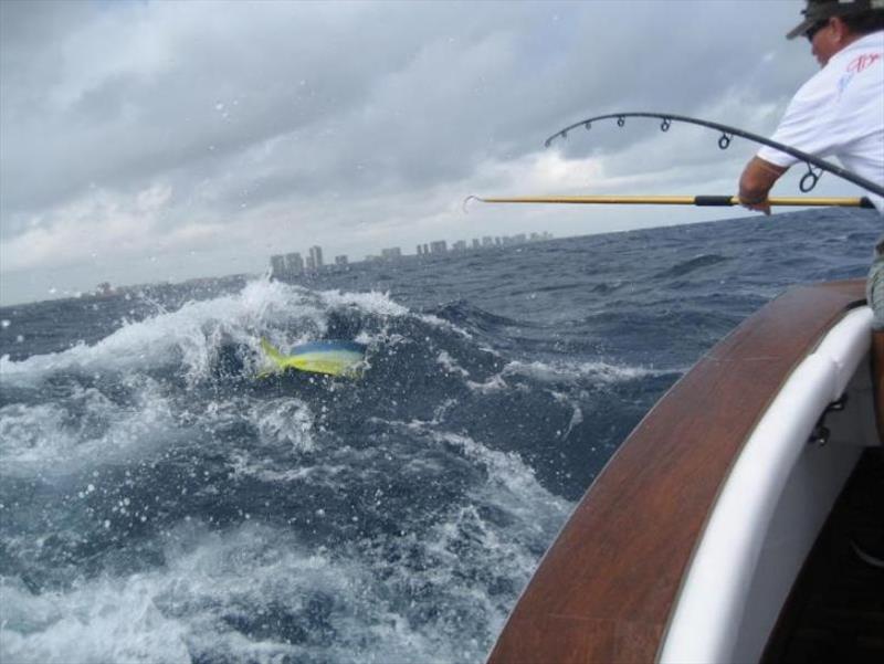 An angler hooks a dolphinfish off the coast of Florida. Photo by Ian VanMoorhe of Fort Lauderdale, Florida, entered into the 2020 NOAA photo contest photo copyright Ian VanMoorhe taken at 