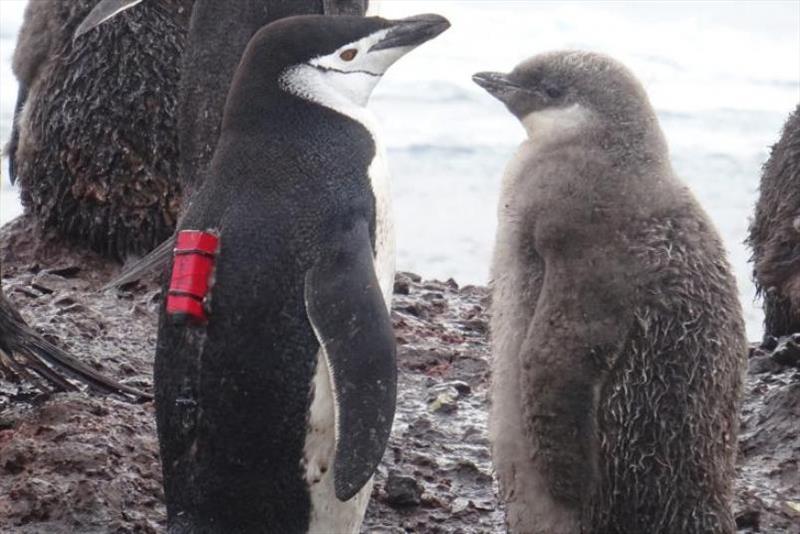 Chinstrap penguin with camera photo copyright NOAA Fisheries taken at 