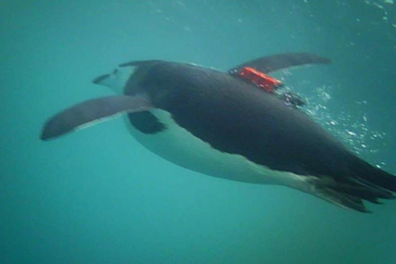 A penguin with a camera on its back, filmed by another penguin with an identical camera photo copyright NOAA Fisheries taken at 