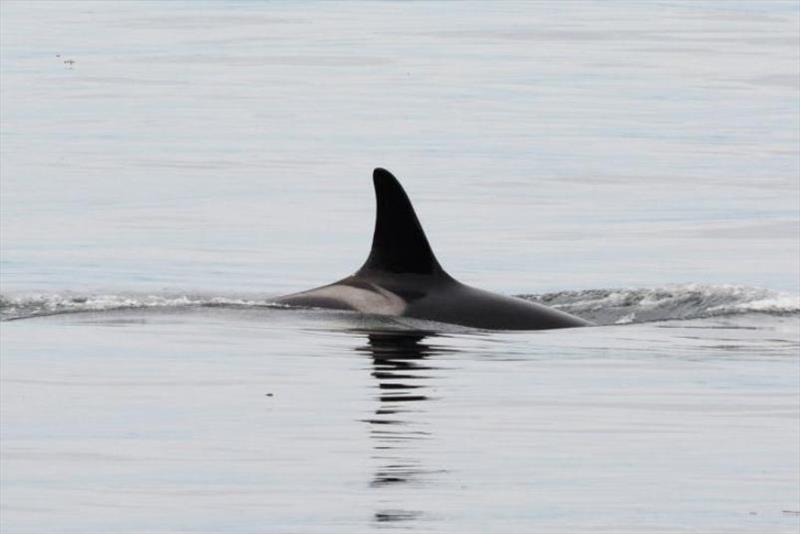 Southern Resident killer whale L47, also known as Marina, was born in 1974, just after the last commercial captures of the now-endangered population photo copyright Jeanne Hyde / The Whale Museum taken at 