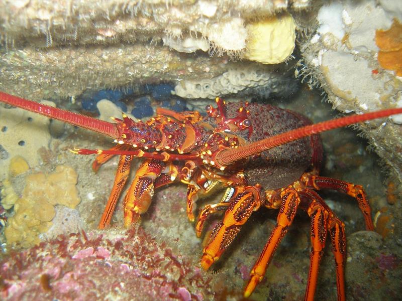Rock lobster photo copyright Victorian Fisheries Authority taken at 