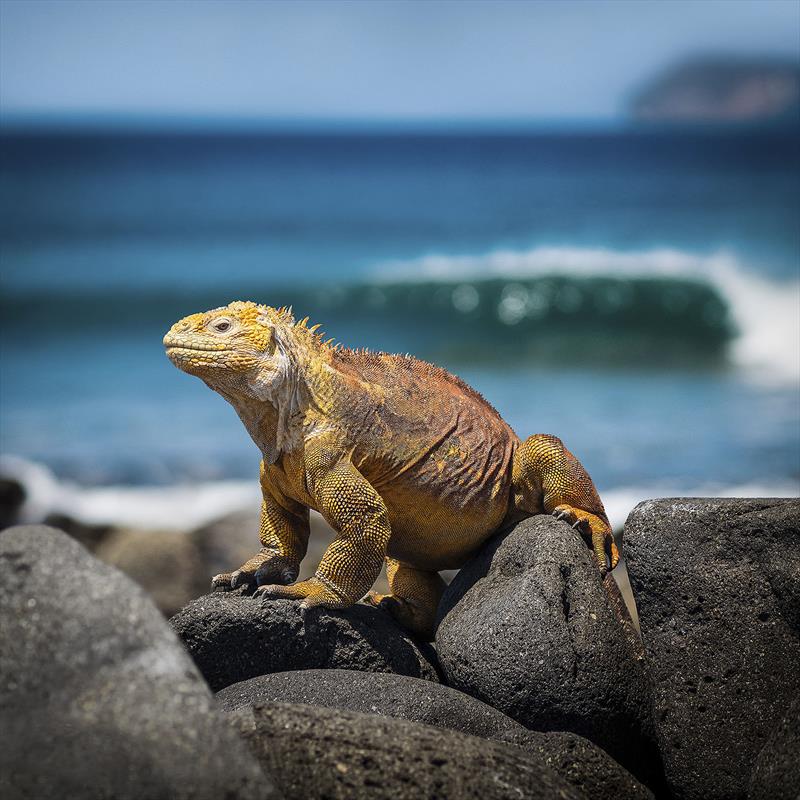 One of the many endemic animals found in the Galapagos islands, located 900 kilometres off the Pacific coast of Ecuador photo copyright West Nautical taken at 
