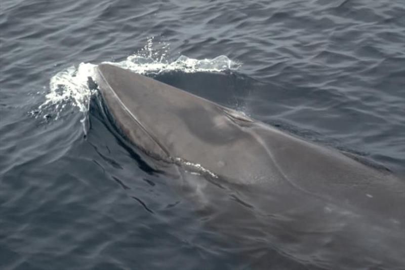 Minke whale photo copyright NOAA Fisheries taken at 
