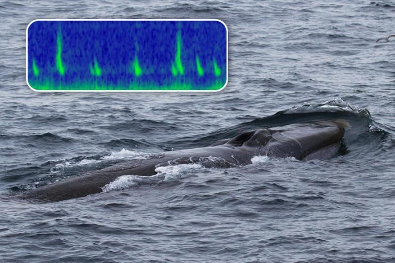 Fin whale and spectrogram of downsweep and backbeat calls photo copyright NOAA Fisheries taken at 