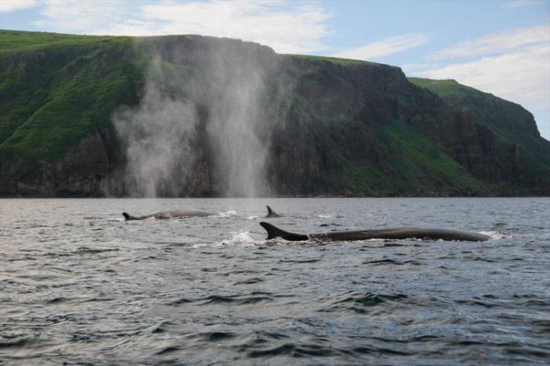 Fin whales photo copyright NOAA Fisheries taken at 