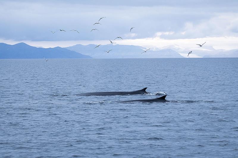 Two Fin-whales swimming off the coast of Svalbard - photo © Thomas-Griesbeck