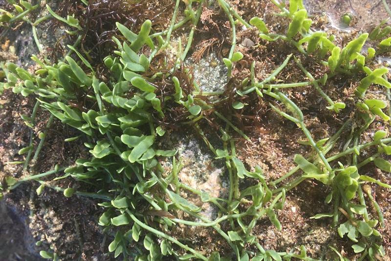 These are the photos that Jack submitted to iNaturalist and which were quickly identified as Caulerpa photo copyright Jack Warden taken at 